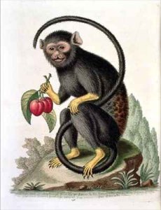 A Little Black Monkey