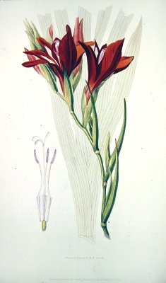Gladiolus Red from Flora Conspicua