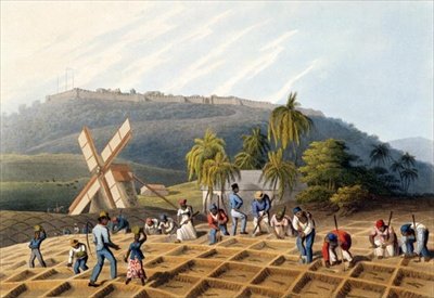 Slaves Planting Cane Cuttings