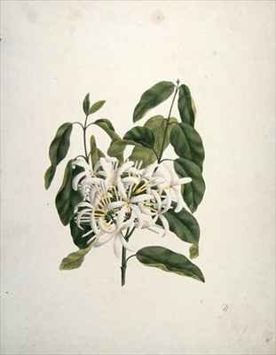 Taberne Montana (Leaves and Flowers)