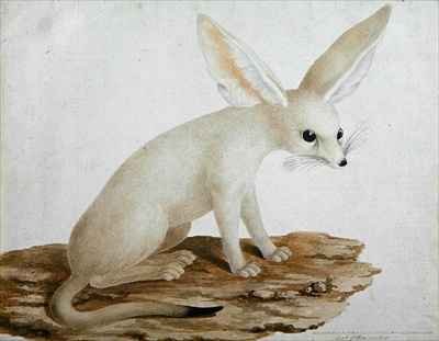 Fennec No. 3 Original of illustration in Travels through Abyssinia