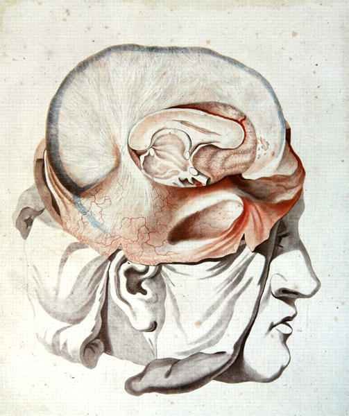 The Skull, from 'Traite d'Anatomie de Cerveau'