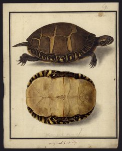 Chrysemys picta, before 1792