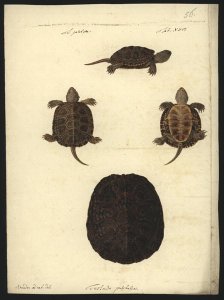 Emys orbicularis, before 1801