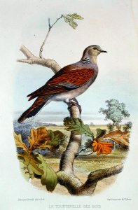 The Turtle Dove
