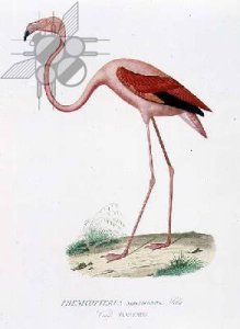 Phenicopterus americanus Flamenco sic engraved by Fournier, pub. by Bougeard