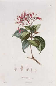 Melastoma coccinea, engraved by Bouquet, plate 14 from Part VI of Voyage to Equinoctial Regions of the New Continent by Friedrich, Baron von Humboldt 1769-1859 and Aime Bonpland 1773-1858 pub. 1806