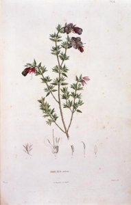 Rhexia stricta, engraved by Bouquet, plate 8 from Part VI of Voyage to Equinoctial Regions of the New Continent by Friedrich Alexander, Baron von Humboldt 1769-1859 and Aime Bonpland 1773-1858 pub. 1806