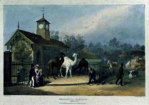 The Camel House at the Zoological Gardens, Regent's Park, engraved and pub. by the artist, printed by Charles Hullmandel 1789-1850, 1835