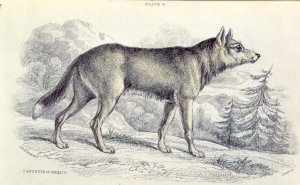 Lyciscus cagottis Mexican Coyote 1845, plate 6 from Vol 4 of Sir William Jardines The Naturalists Library, pub. 1833-45