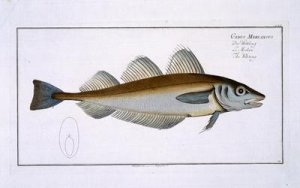 Whiting Gadus Merlangus