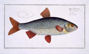 Roach Cyprinus Rutilis