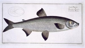 Salmon Salmo Maraena