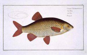 Red Carp Cyprinus Erithrophthalmus