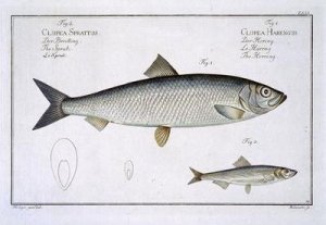 Herring Clupea Harengus