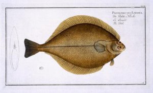 Dab Pleuronectes Limanda