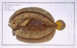 The Argus Flounder Pleuronectes Argus