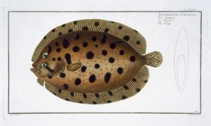 The Whiff Pleuronectus Punctatus