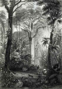 Scene in a Brazilian Forest