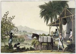 Cotton making Dutch Antilles East Indies