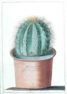 Melocactus