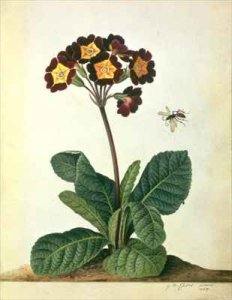 Primulaecae a Flowering Polyanthus with a Flying Insect