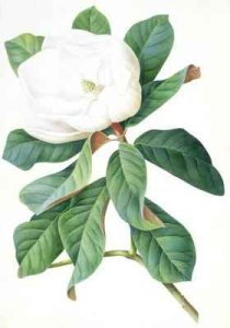 Magnolia