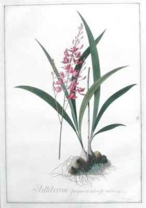 Helleborine