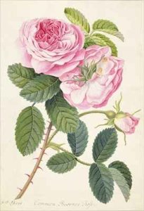 Common Provence Rose