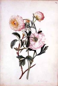 Musk Rose and Anemone