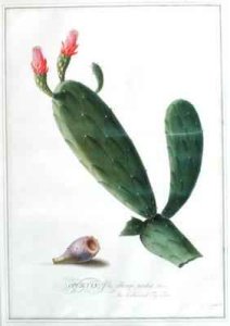 Opuntia folio oblongo
