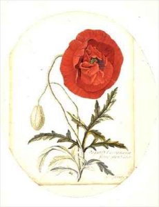 Poppy Papaver erraticum