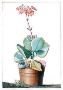 Cotyledon Africana frutescens