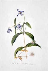 Clematis Integrafolia