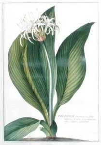 Pancratium Americanum