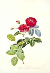 Rosa Holoferica multiplex Park Parade