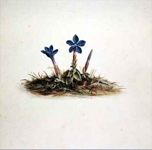 Gentian