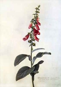 Digitalis purpurea Foxglove