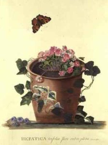 Hepatica trifolia Nobilis