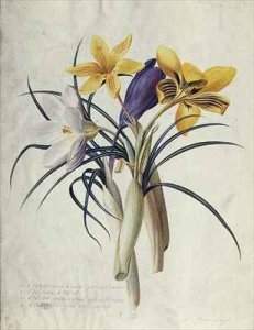 Study of Four Species of Crocus