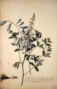 Anonis or Rest Harrow