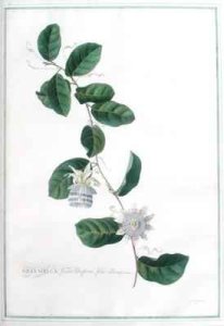 Granadilla fructu Citriformi foliis oblongis Tourn