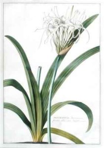 Pancratium