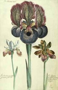 Iris susiana major and Iris bisantina angustifolia