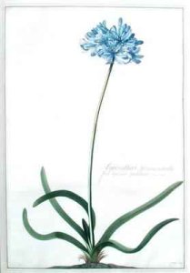 Hyacinthus africanus tuberosus flore Coeruleo Umbellato Breyn prod