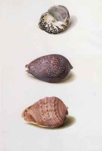 Shell Paintings at Knowsley