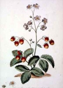 Strawberry Oval Spear Shaped rough leaves and an oval fruit from The British Herbal