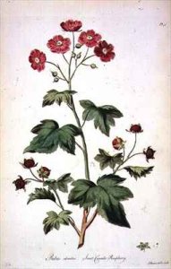 Raspberry Sweet Canada from The British Herbal