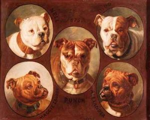 Nell Dido Punch Maggie lauder and Alexander English Bulldogs