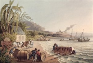 Loading Barrels of Rum and Sugar Antigua